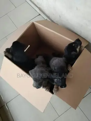 1-3 months Female Purebred German Shepherd