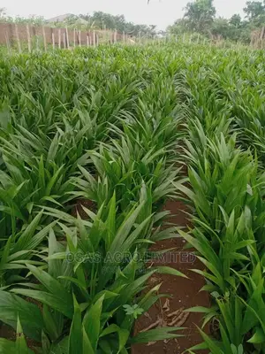 Hybrid Tenera Oilpalm Seedlings