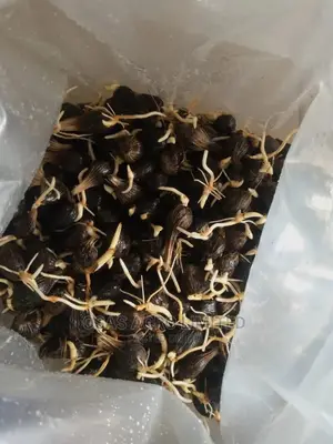 Malaysian Supergene Oil Palm Sprouted Nut