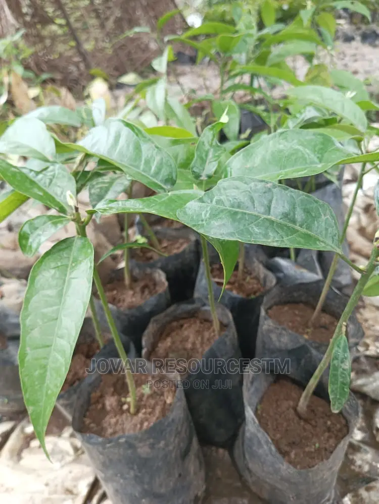 Best Kolanut Seedlings