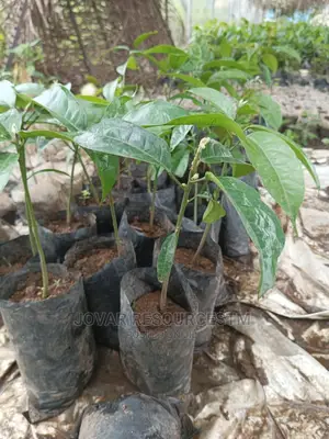 Best Kolanut Seedlings