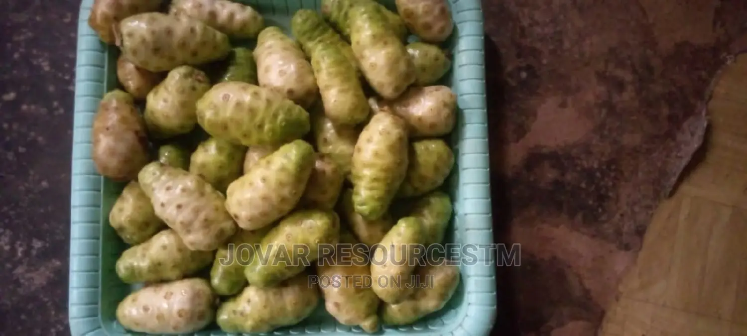 Best Noni Plant Seedling