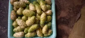 Best Noni Plant Seedling