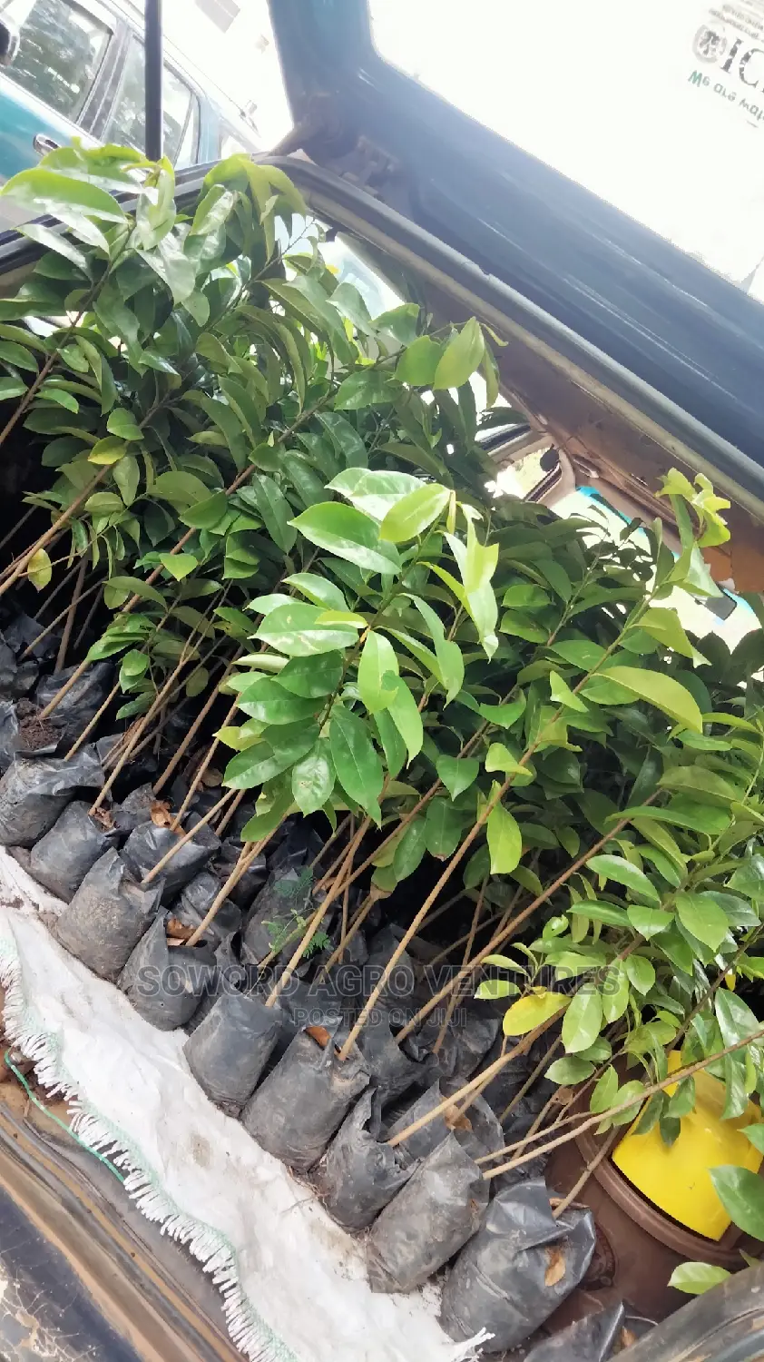 Soursop Seedlings