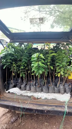 Soursop Seedlings