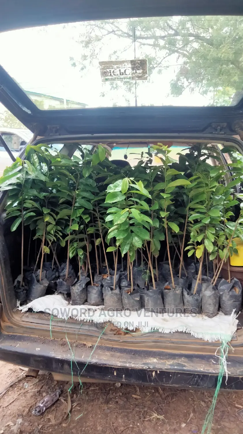 Soursop Seedlings
