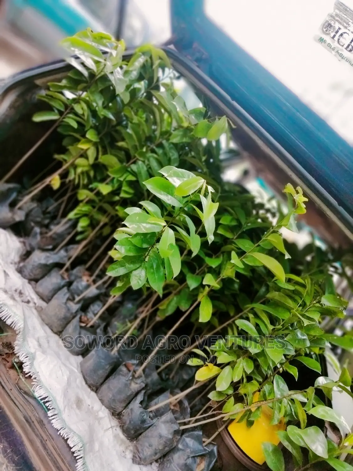 Soursop Seedlings