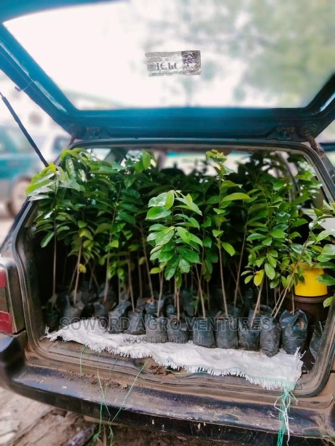 Soursop Seedlings