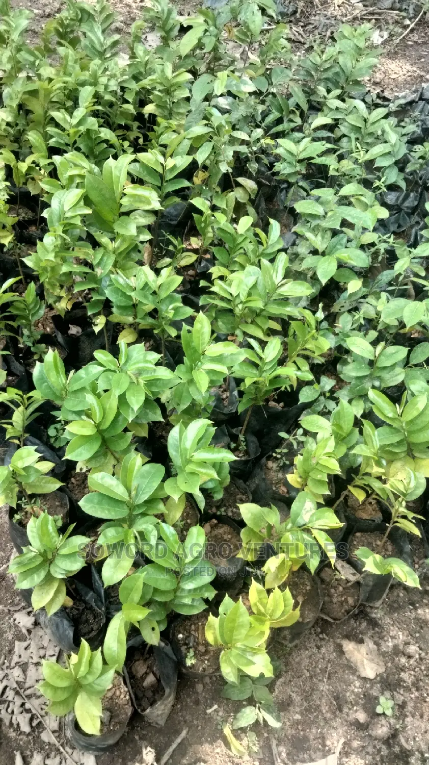 Soursop Seedlings