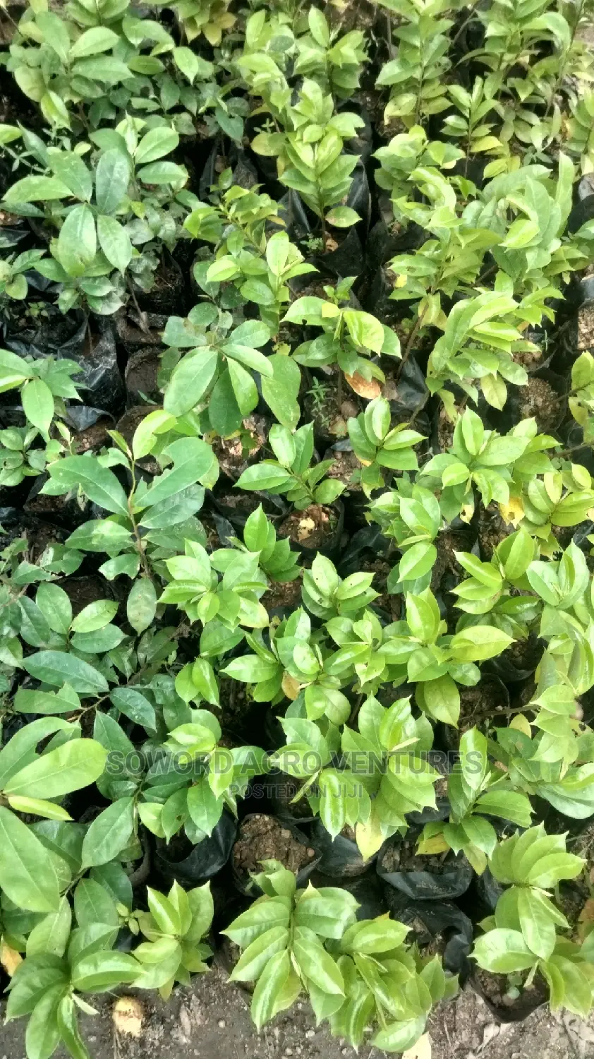 Soursop Seedlings