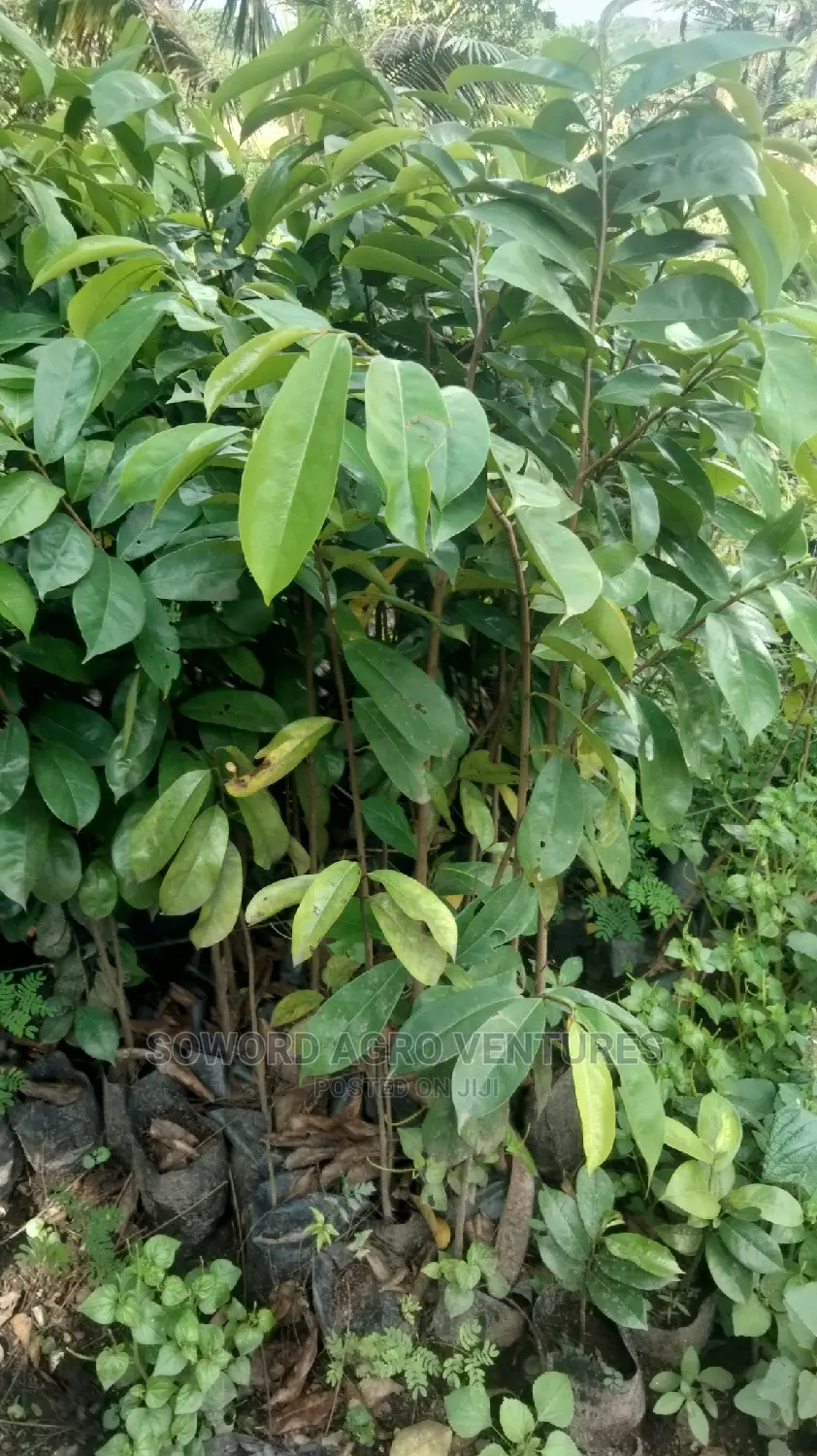 Soursop Seedlings