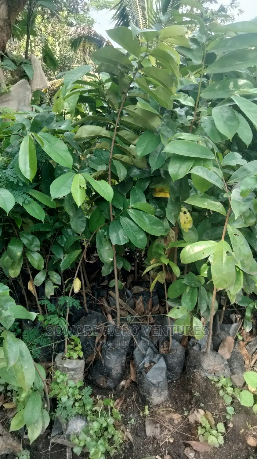 Soursop Seedlings