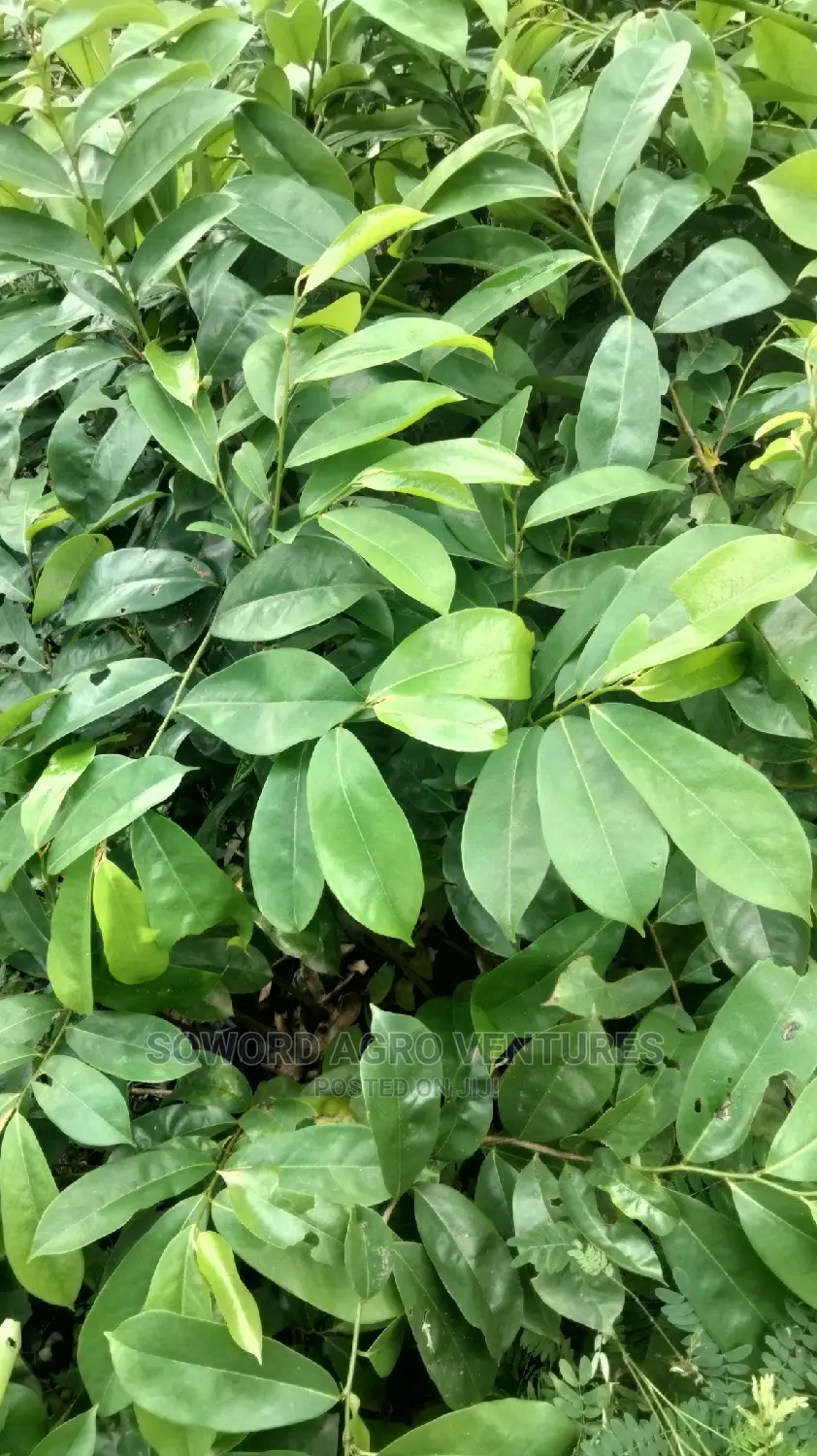 Soursop Seedlings