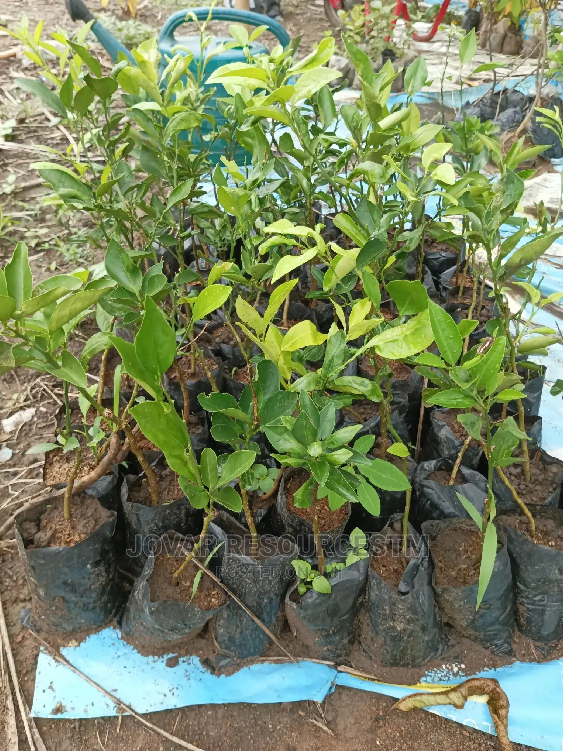 Best Budded Dwarf Improved Citrus Double Budded Citrus