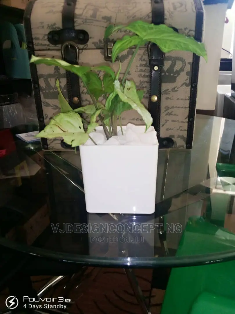 Life Plant