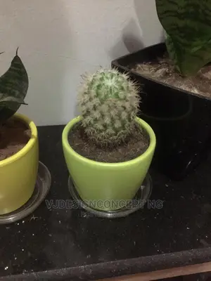 Life Plant
