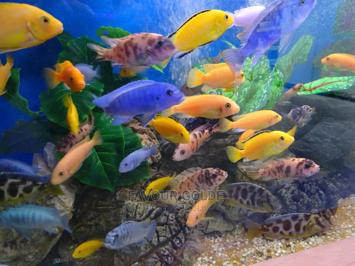 African Cichlids