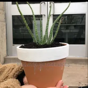 Potted Aloe Vera Plant