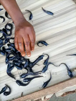 Juveniles And Post Juveniles Available In Thousands