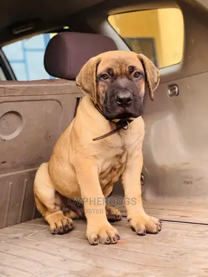 1-3 months Male Purebred Boerboel