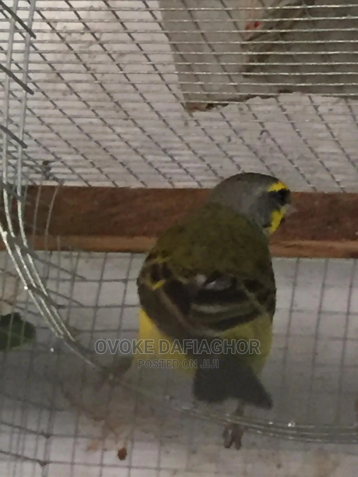Singing Canary