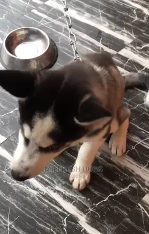 1-3 months Male Purebred Siberian Husky