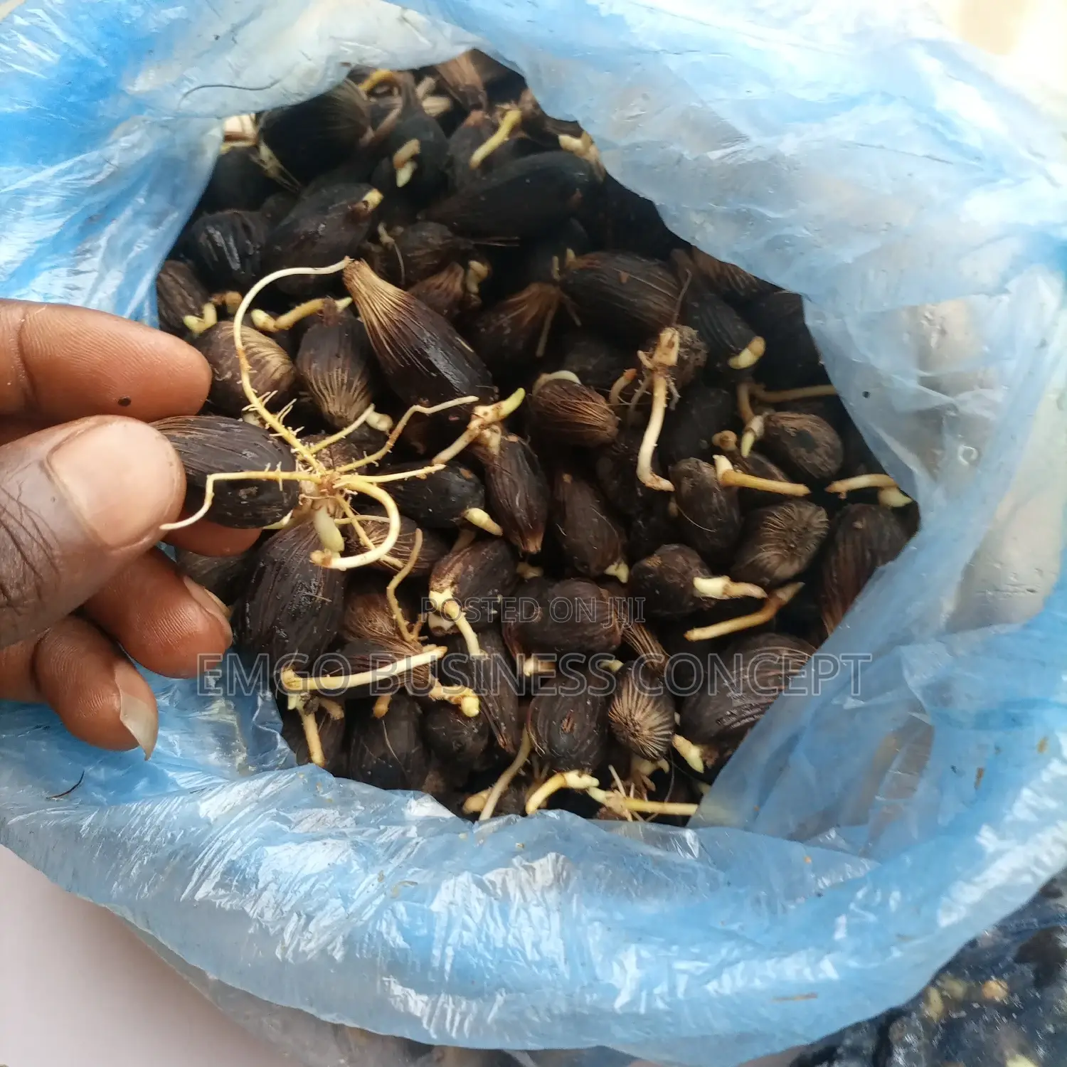 Tenera Palm Sprouted Nuts