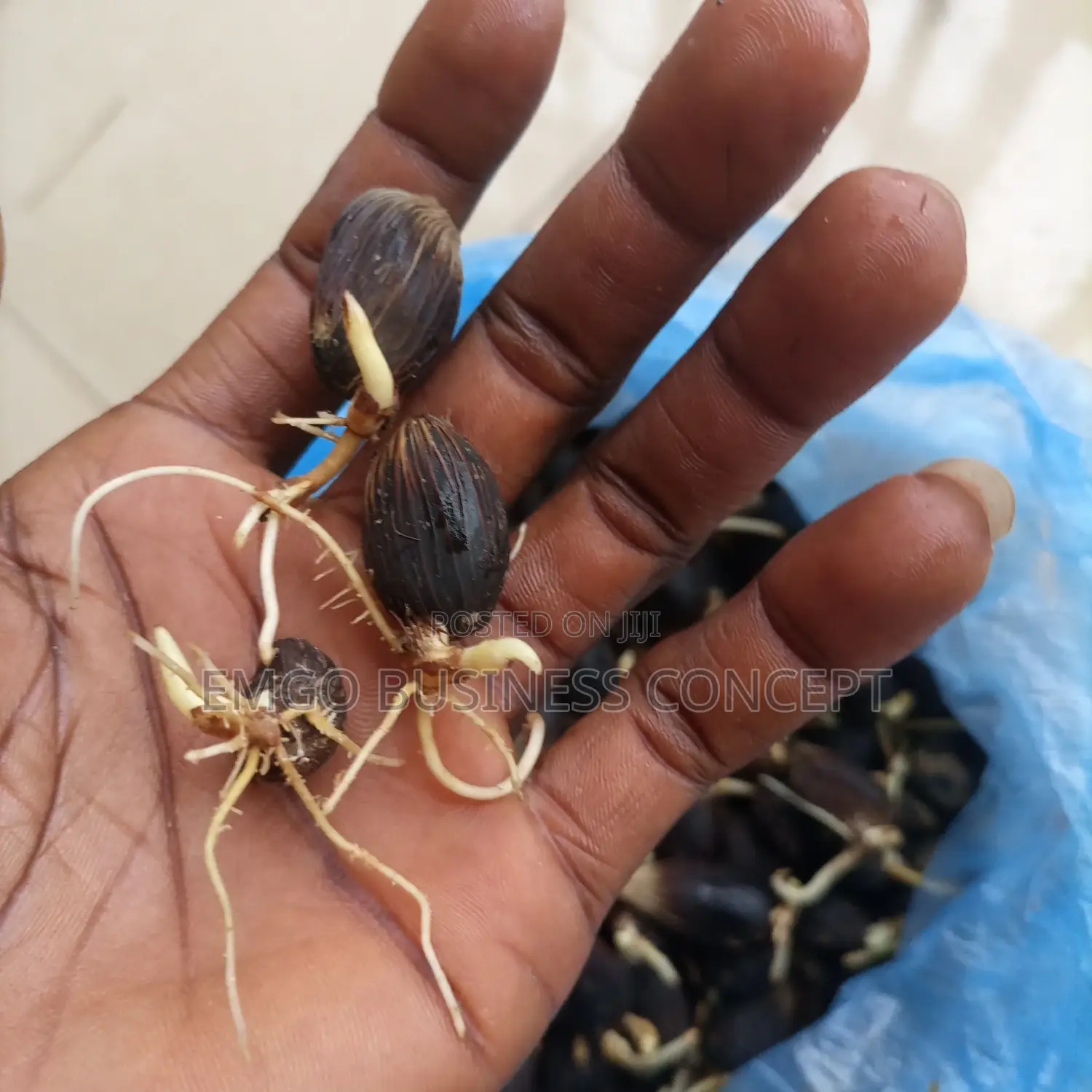 Tenera Palm Sprouted Nuts