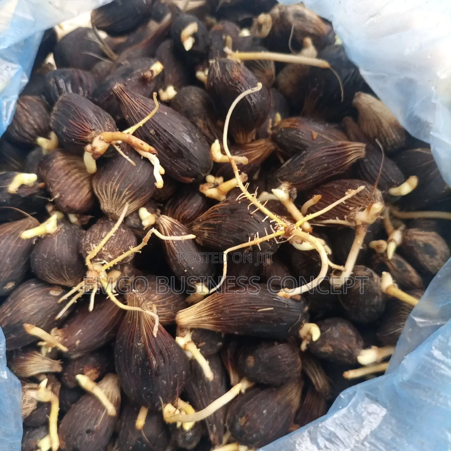 Tenera Palm Sprouted Nuts