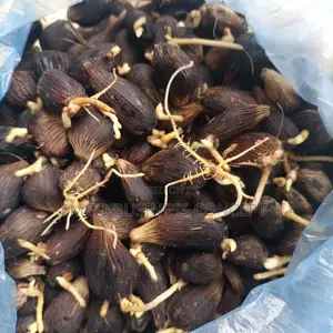 Tenera Palm Sprouted Nuts