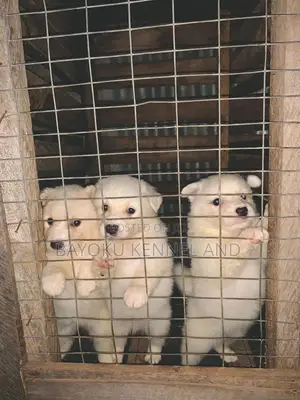 1-3 months Female Purebred American Eskimo