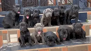 1-3 months Male Purebred Cane Corso