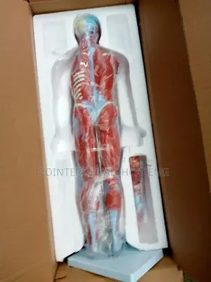 Muscular System Model Chat
