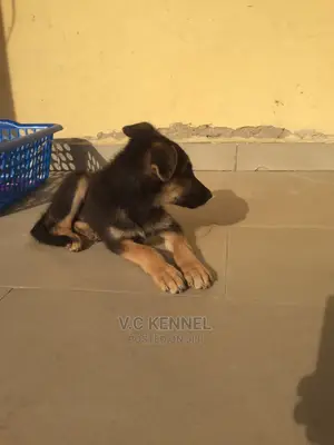1-3 months Female Purebred German Shepherd