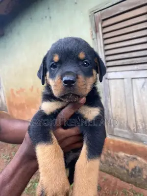 1-3 months Female Purebred Rottweiler