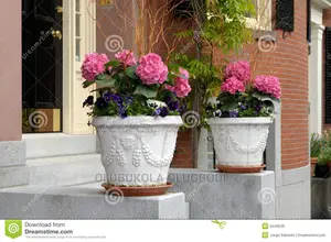Vases With Flowers