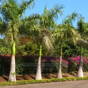 Kings and Queens Palm