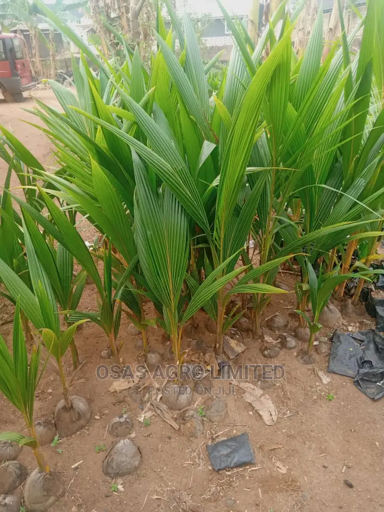 Hybrid Dwarf Coconut