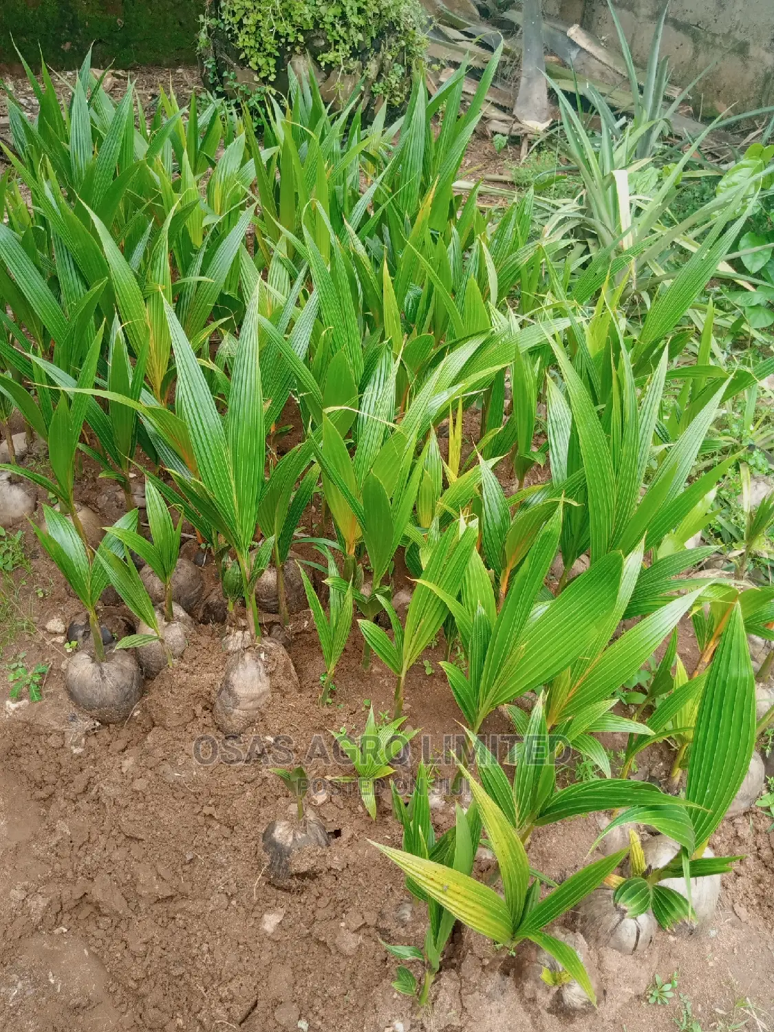 Hybrid Dwarf Coconut