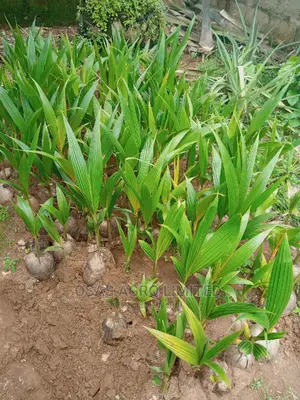 Hybrid Dwarf Coconut