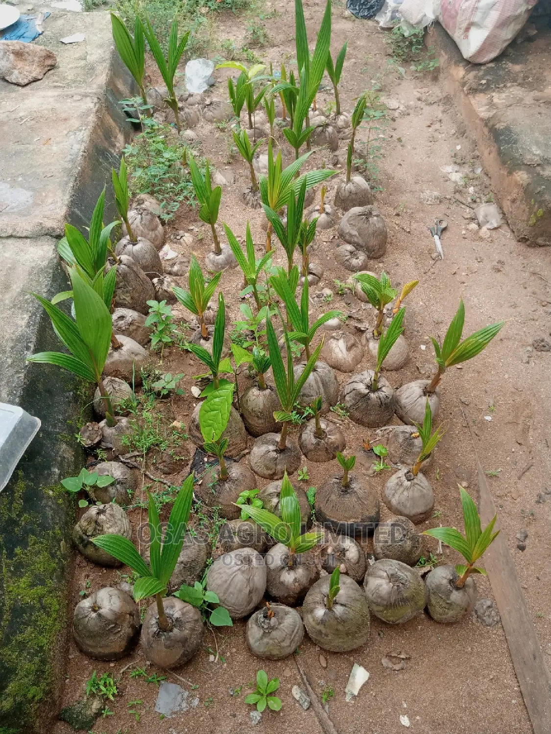 Hybrid Dwarf Coconut
