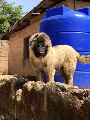 6-12 Months Female Purebred Caucasian Shepherd