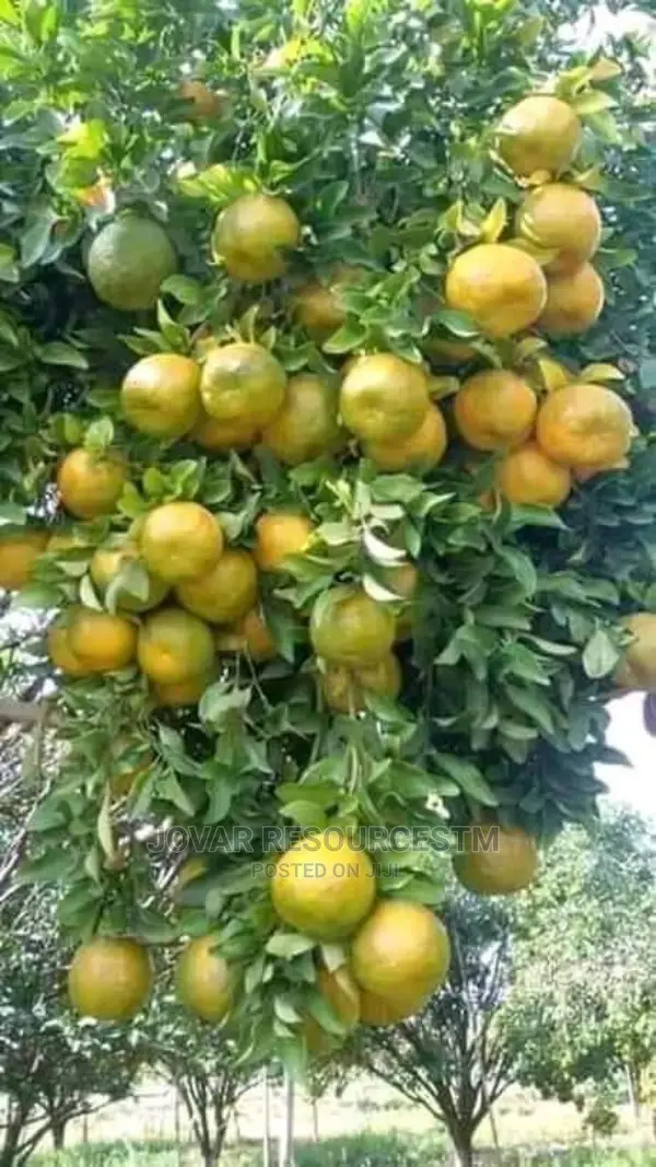 Best Budded Dwarf Improved Citrus Double Budded Citrus