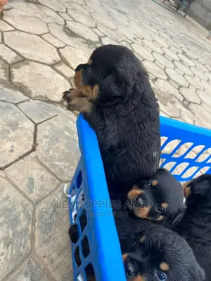 1-3 months Female Purebred Rottweiler
