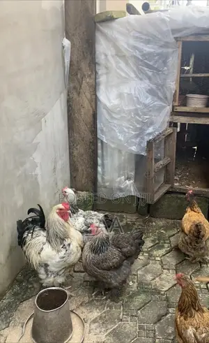 Adults Brahma Chickens for Sale