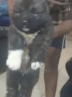 1-3 months Female Purebred Caucasian Shepherd