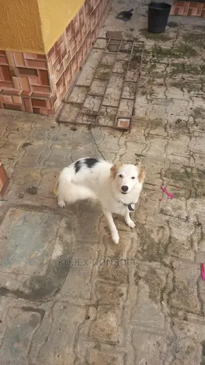 1+ year Female Purebred American Eskimo
