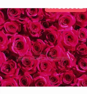 Red Rose Wallpaper