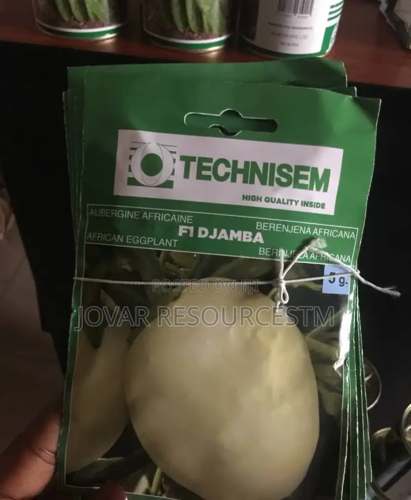 Best Garden Egg / Eggplant Seeds