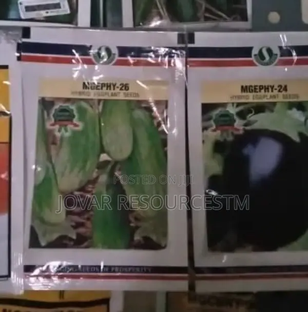 Best Garden Egg / Eggplant Seeds